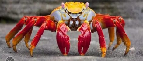 自动化杀螃蟹，来自德国制造。